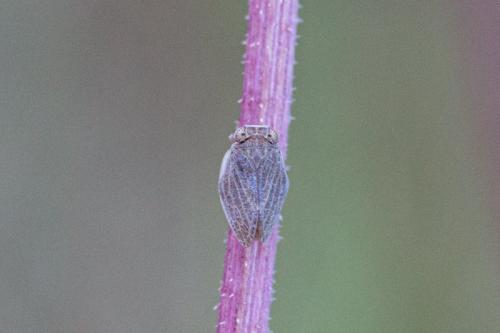 Agalmatium bilobum